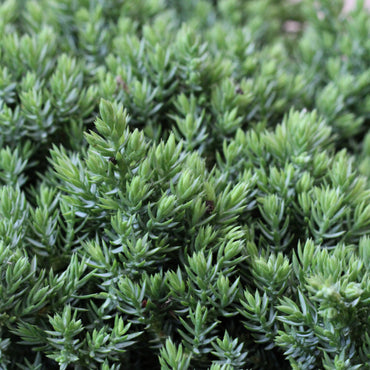 Juniperus Squamata Holger