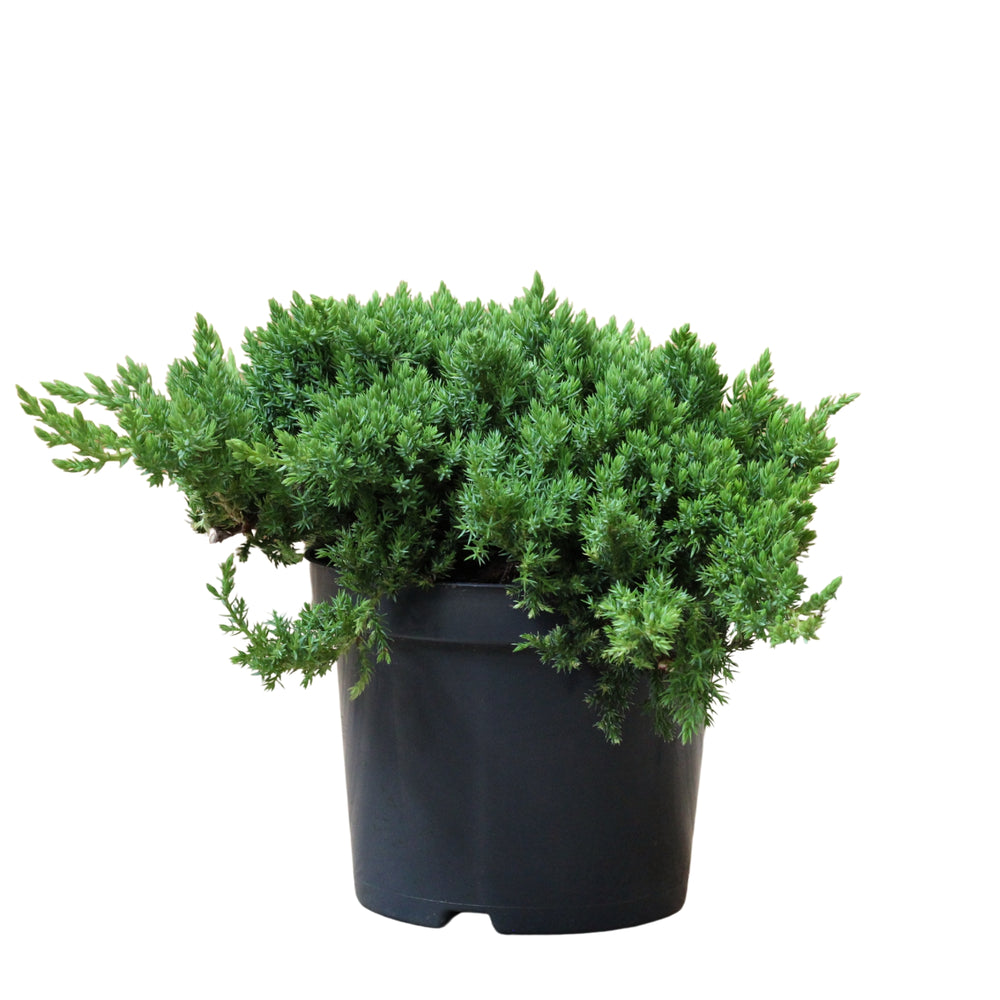 Juniperus Squamata Holger