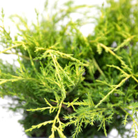 Juniperus China Old Gold