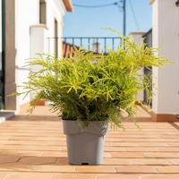 planta de exterior arbusto para jardim  varanda juniperus da china chinensis old gold em vaso de plástico