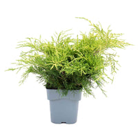 Juniperus China Old Gold