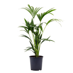 Palmeira Kentia