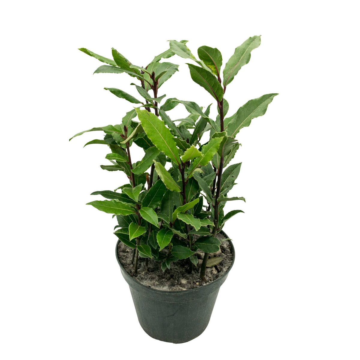 Loureiro | Laurus Nobilis | Bioma Plants