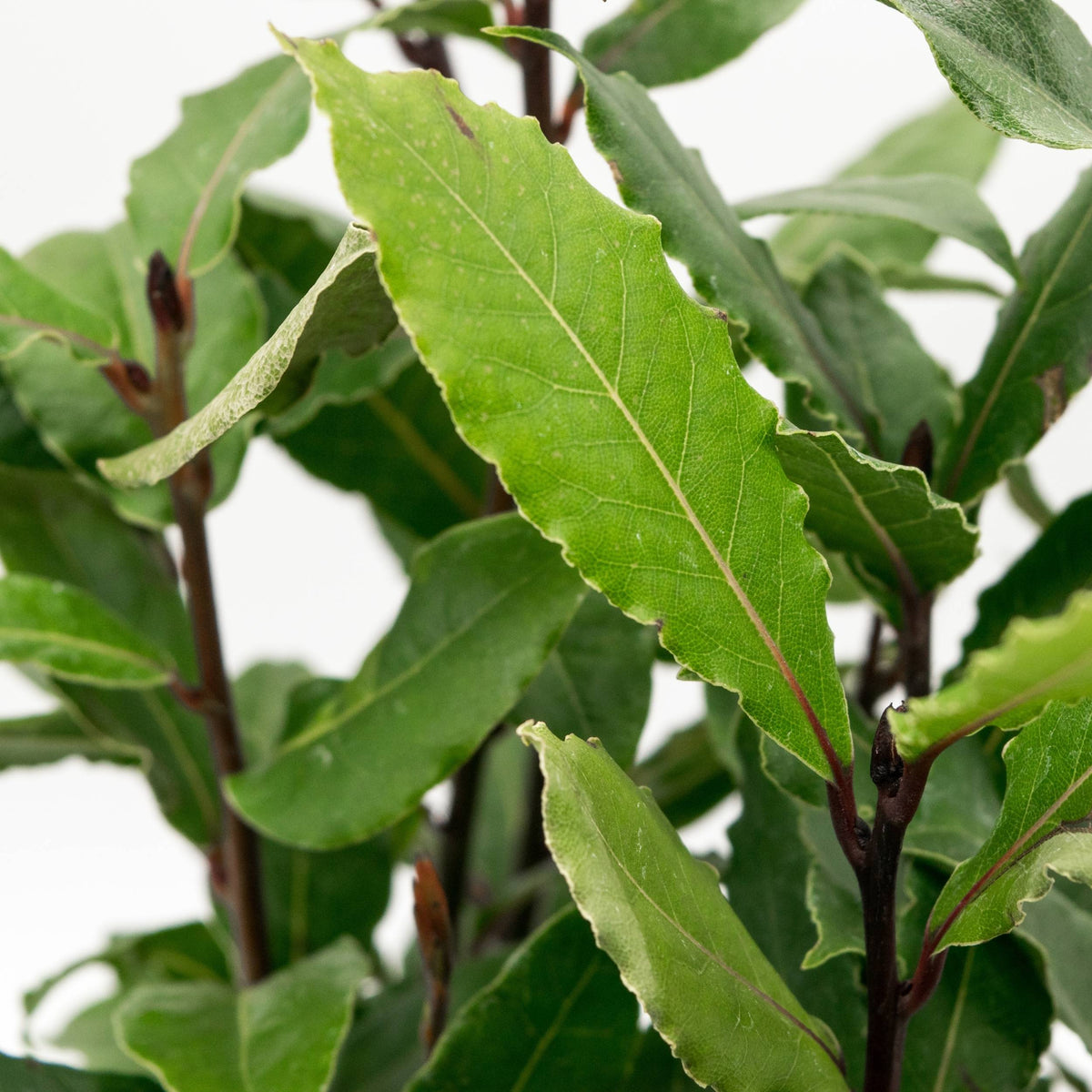Loureiro | Laurus Nobilis | Bioma Plants