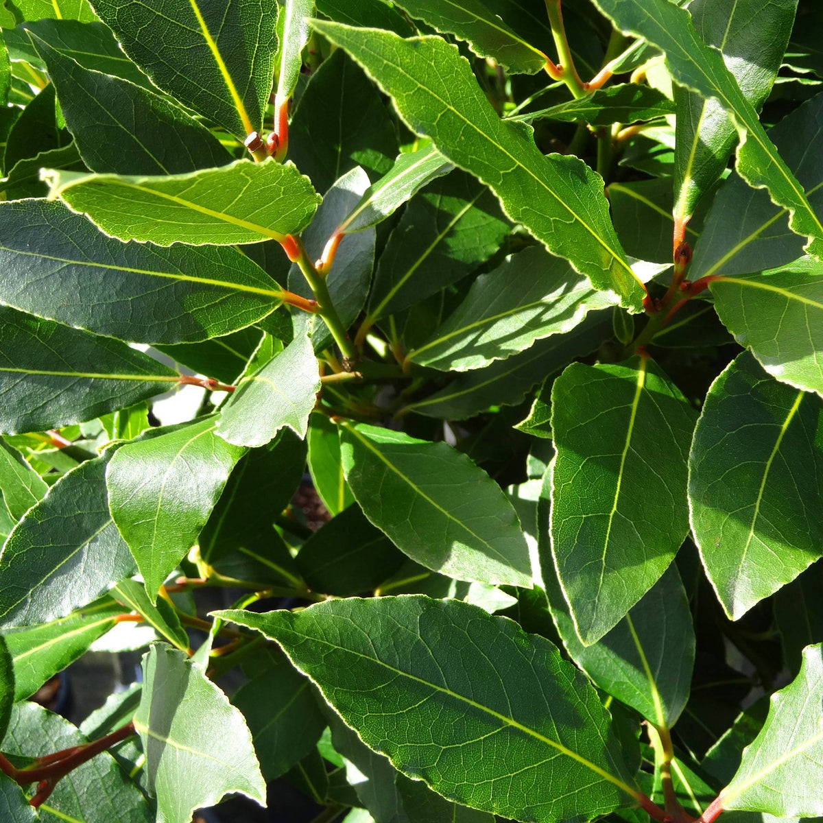 Loureiro Laurus Nobilis Bioma Plants loureiro-laurus-nobilis-bioma-plants