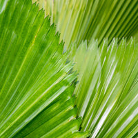 Palmera Abanico