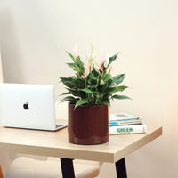 Antúrio Lily com Vaso Fortuna