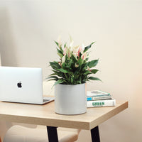 Antúrio Lily com Vaso Fortuna