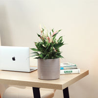 Antúrio Lily com Vaso Fortuna