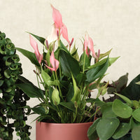 Anthurium Lily With Nysa Pot
