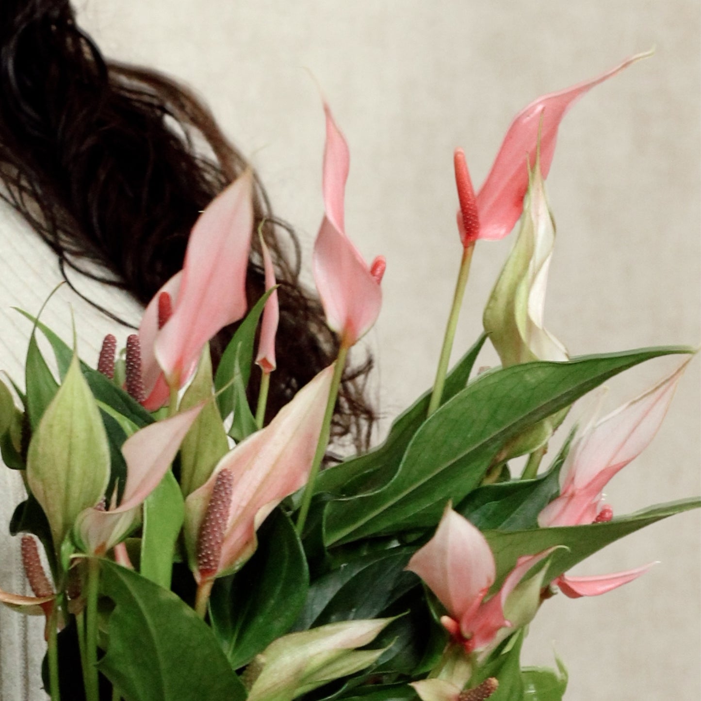 Anthurium Lily With Nysa Pot