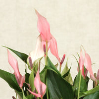 Anthurium Lily With Nysa Pot