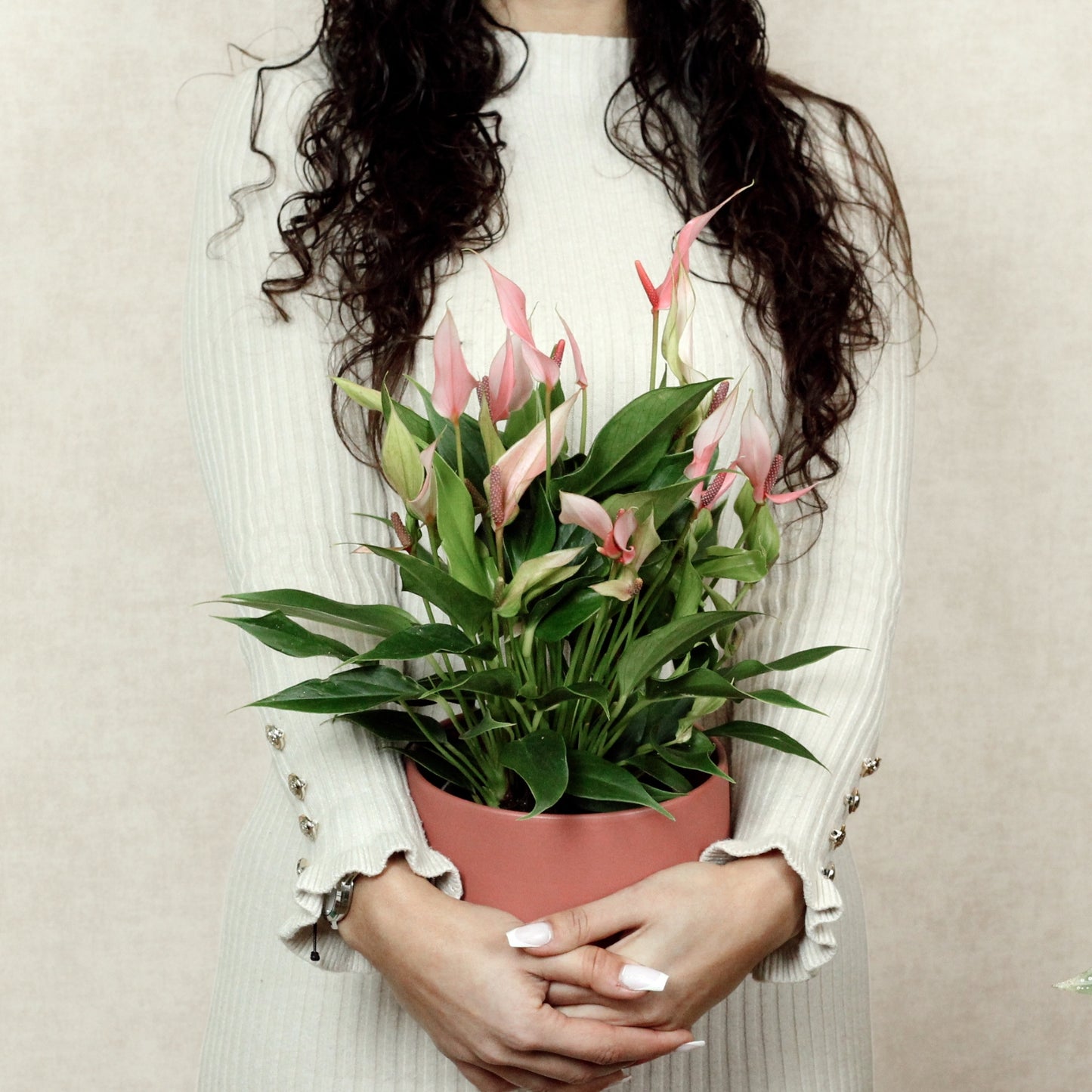 Anthurium Lily With Nysa Pot