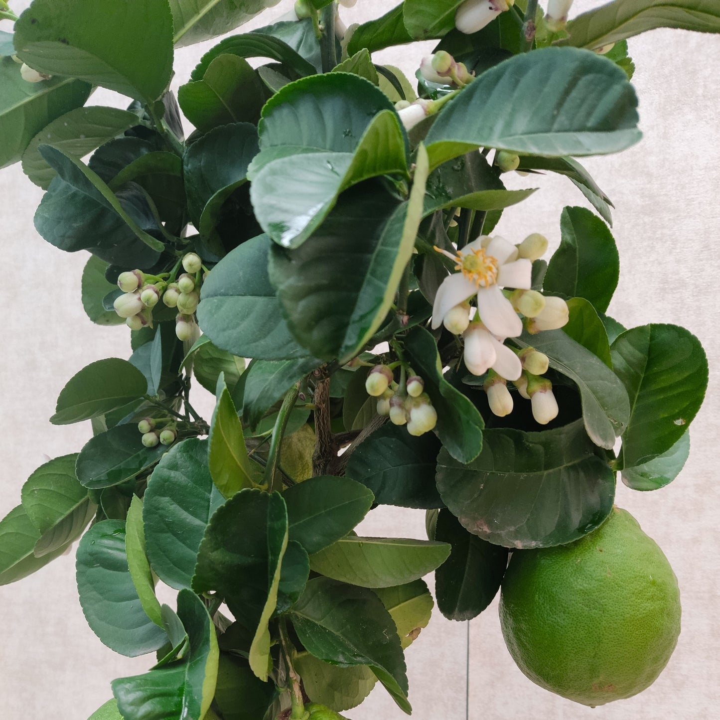 Dwarf Lemon Tree