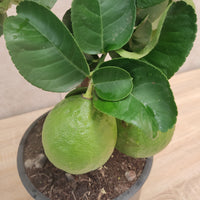 Dwarf Lemon Tree