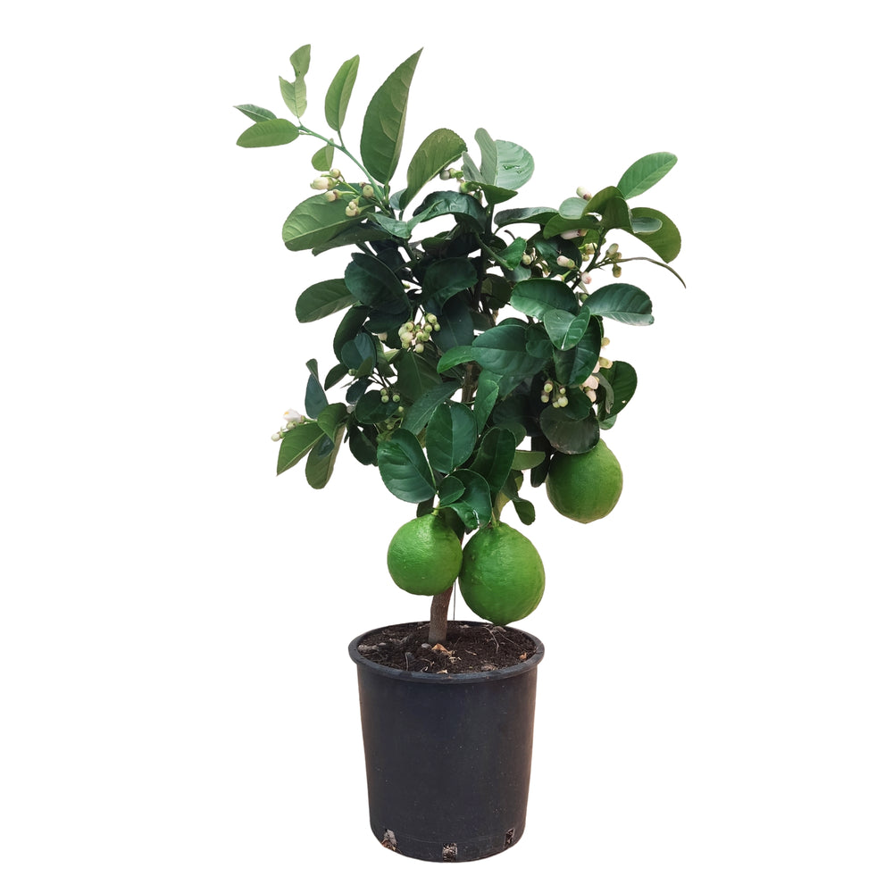 Limone Nano
