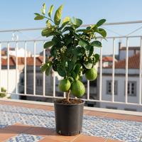 Dwarf Lemon Tree