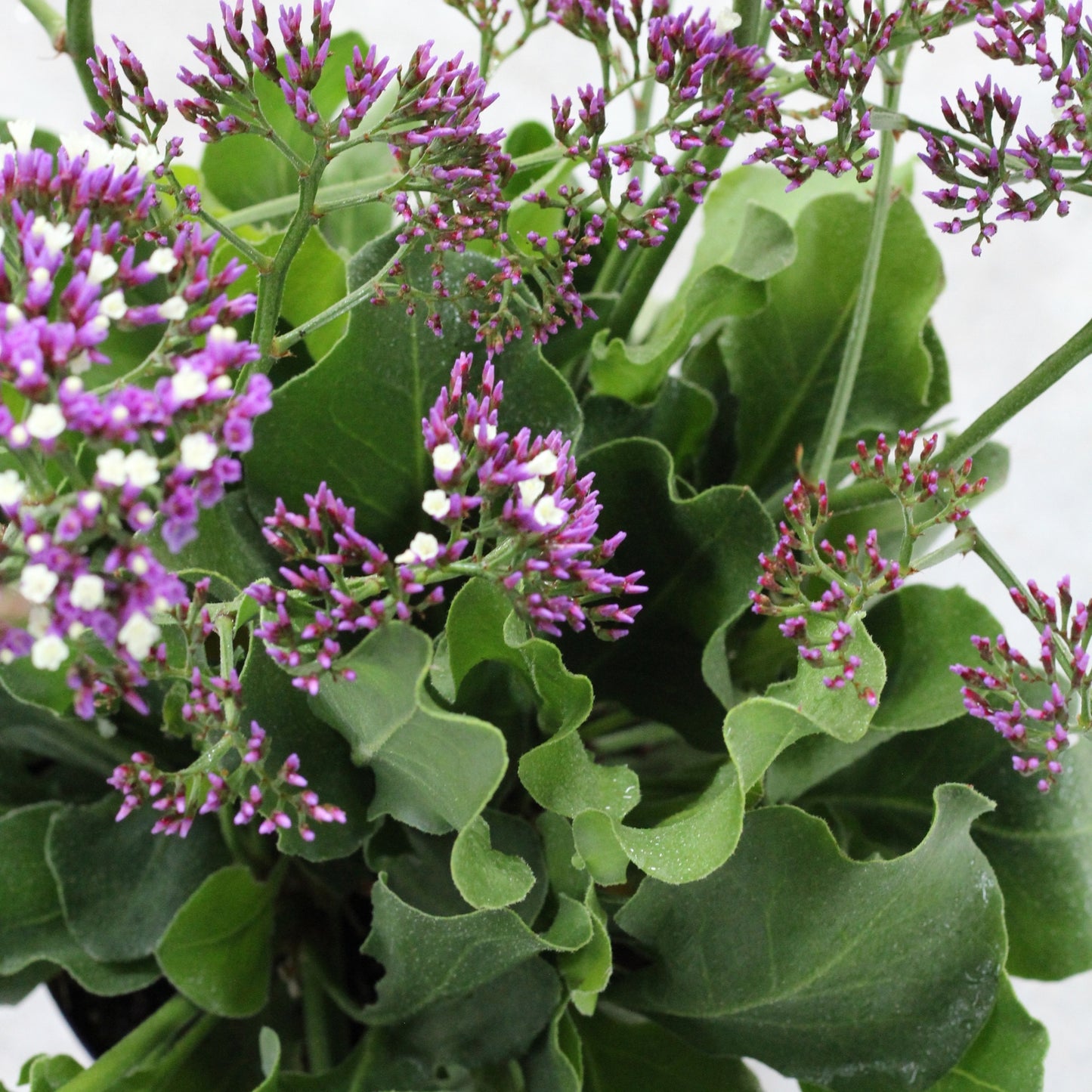Limonium | Lavanda di Mare