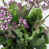 Limonium | Lavanda di Mare