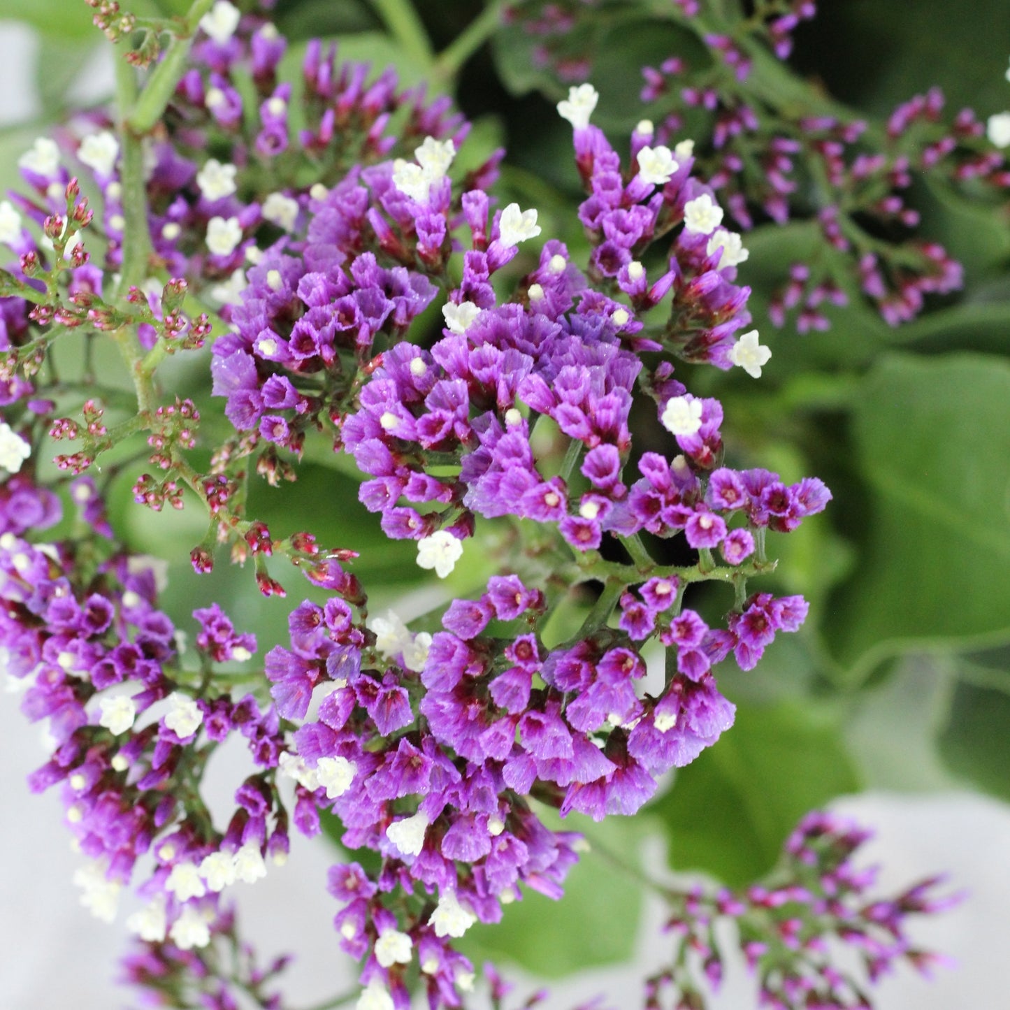 Limonium | Lavanda di Mare