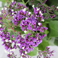 Limonium | Lavanda di Mare