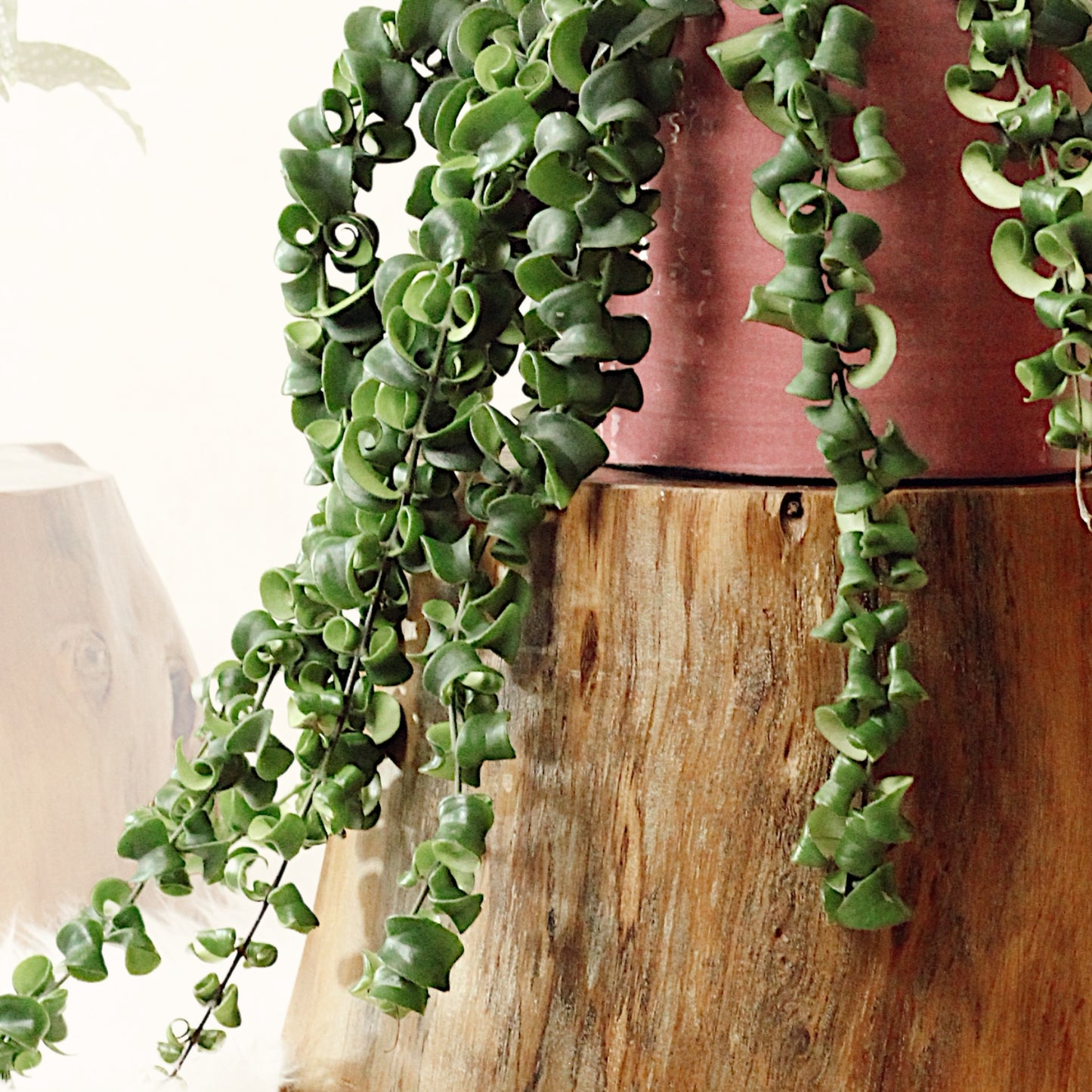 Lipstick Rasta With Fortuna Pot