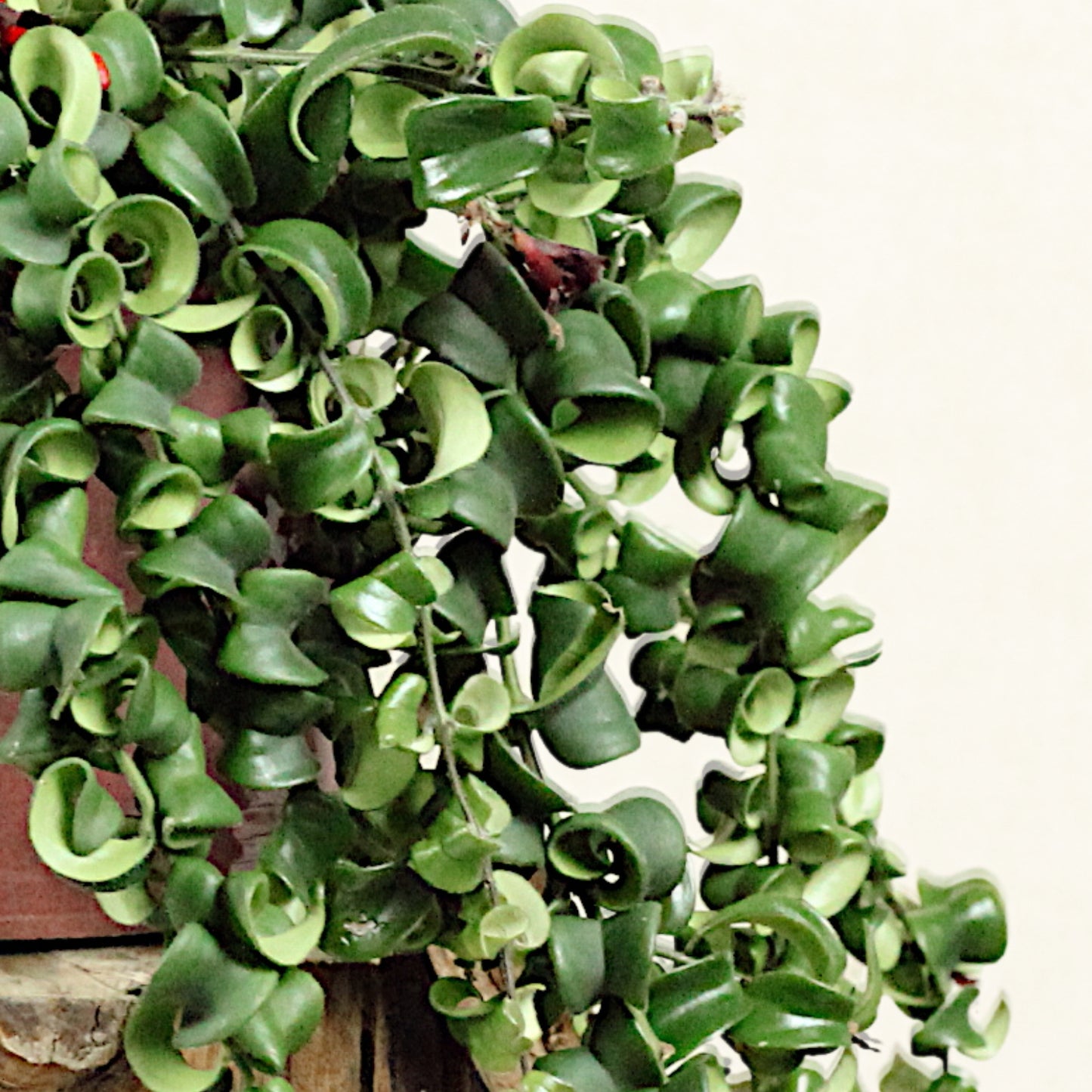 Lipstick Rasta With Fortuna Pot