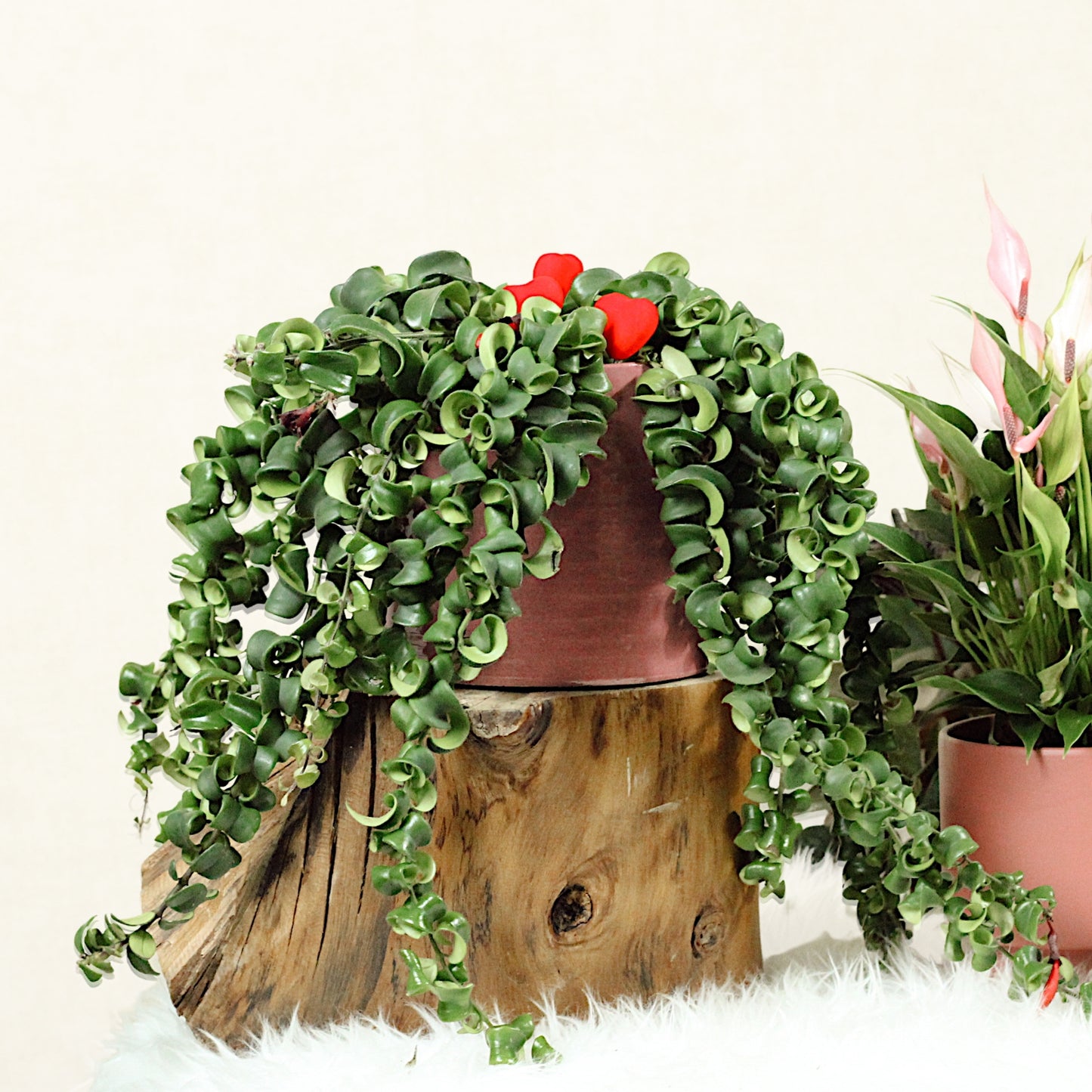 Lipstick Rasta With Fortuna Pot