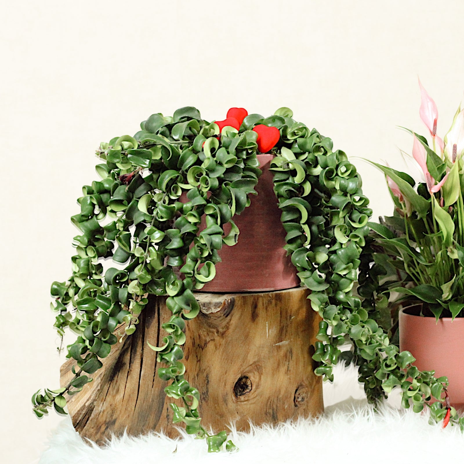 Lipstick Rasta Con Maceta Fortuna