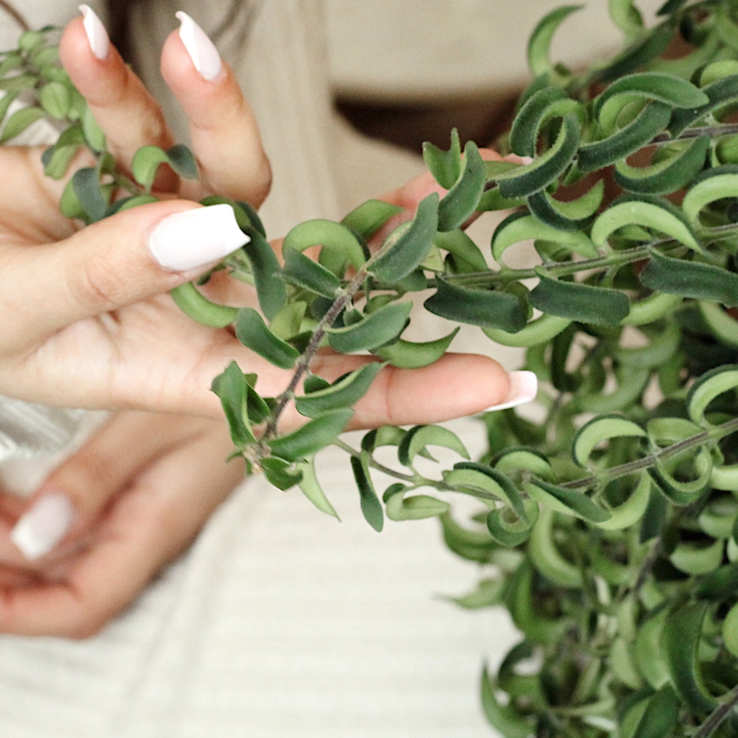 Lipstick Twister With Fortuna Pot