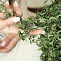 Lipstick Twister With Fortuna Pot