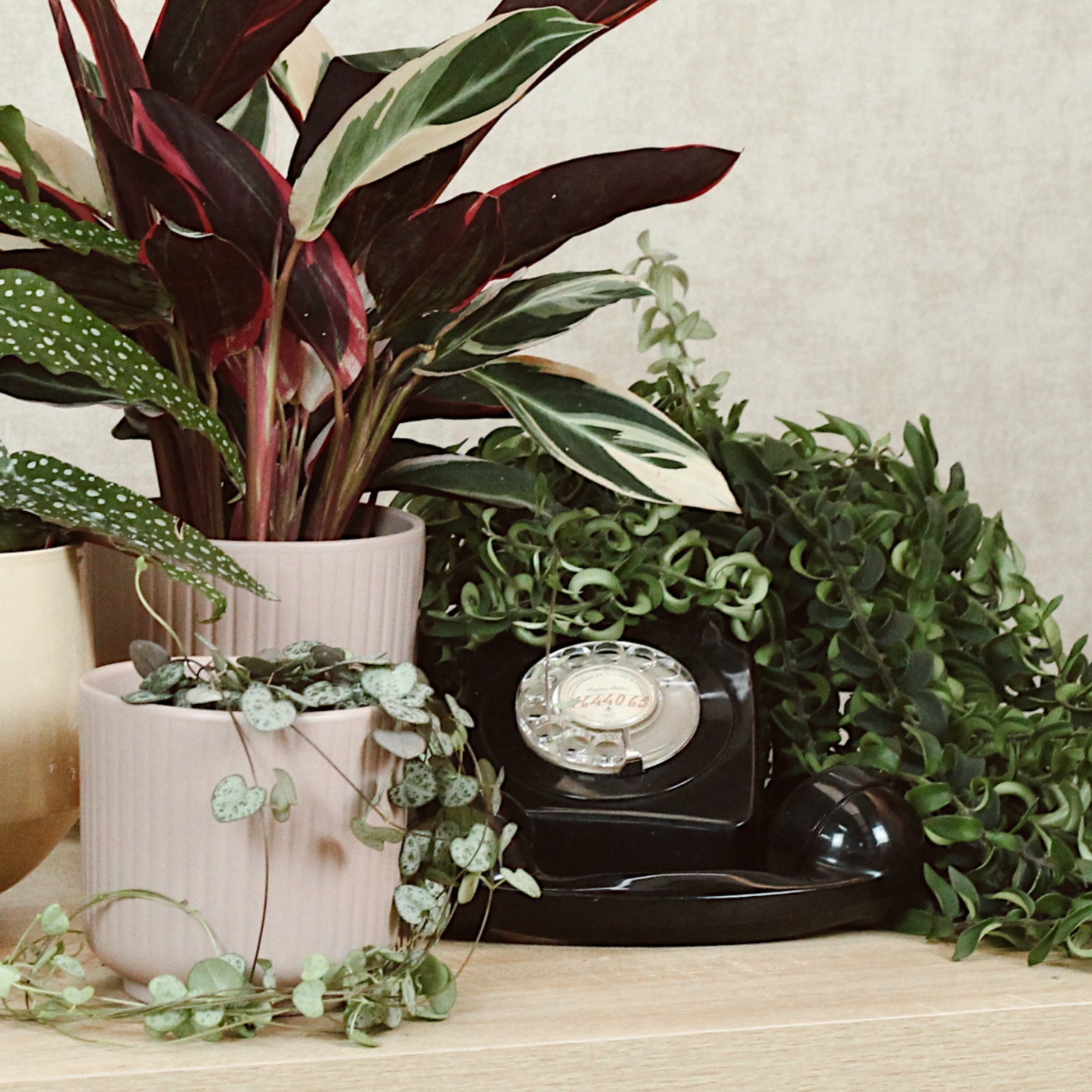 Calathea Triostar Com Vaso Luna ao lado de um telefone vintage em um ambiente decorativo aconchegante.
