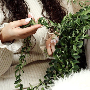 Planta Pintalabios Con Maceta Fortuna