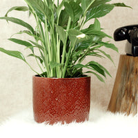 Peace Lily With Minerva Pot