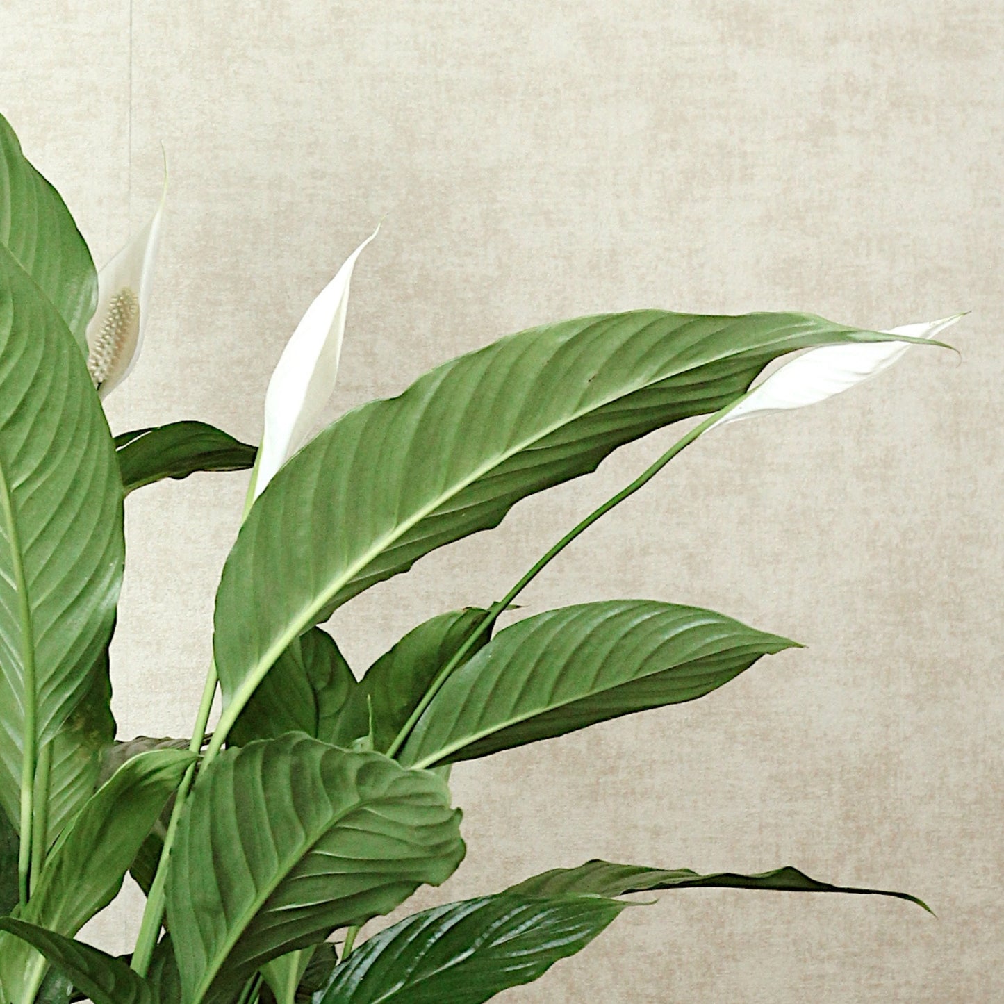 Peace Lily With Minerva Pot