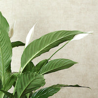 Peace Lily With Minerva Pot