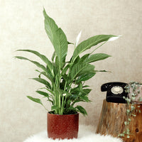 Peace Lily With Minerva Pot