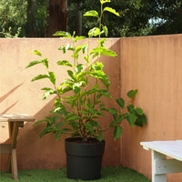 Magnólia Soulangeana