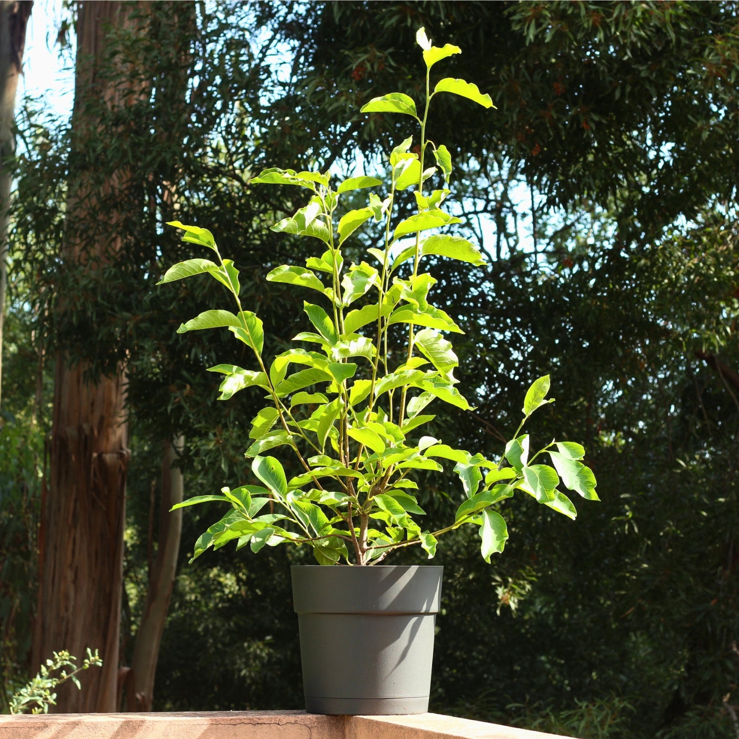 Magnólia Soulangeana