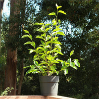 Magnólia Soulangeana