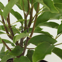 Magnólia Soulangeana