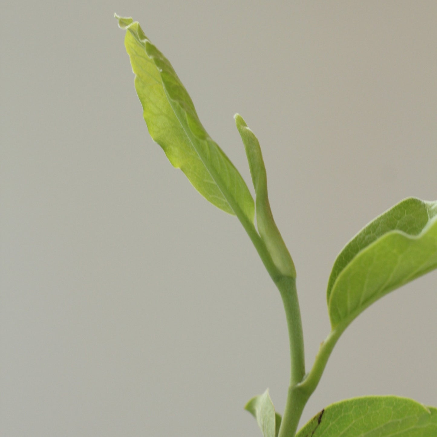 Magnólia Soulangeana