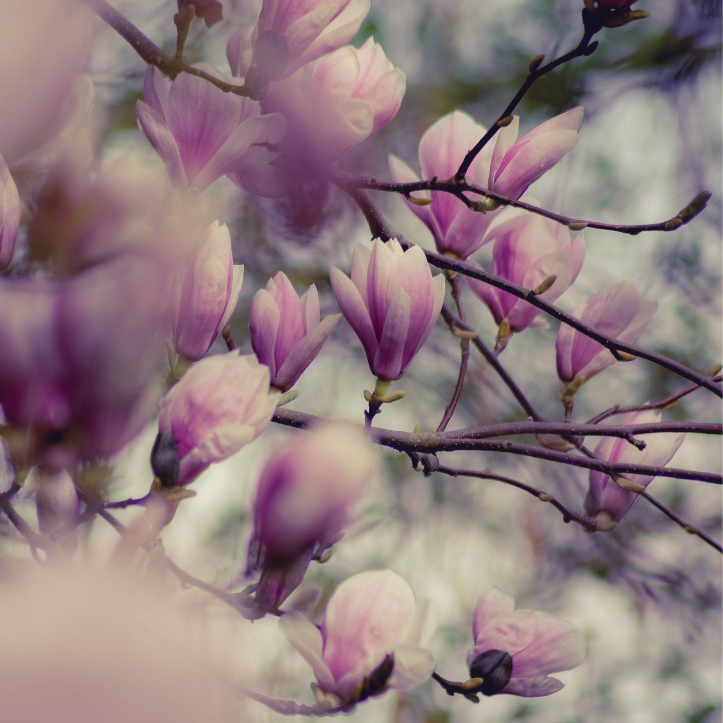 Magnólia Soulangeana