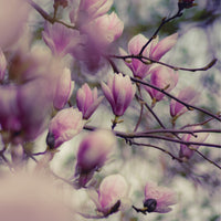 Magnólia Soulangeana