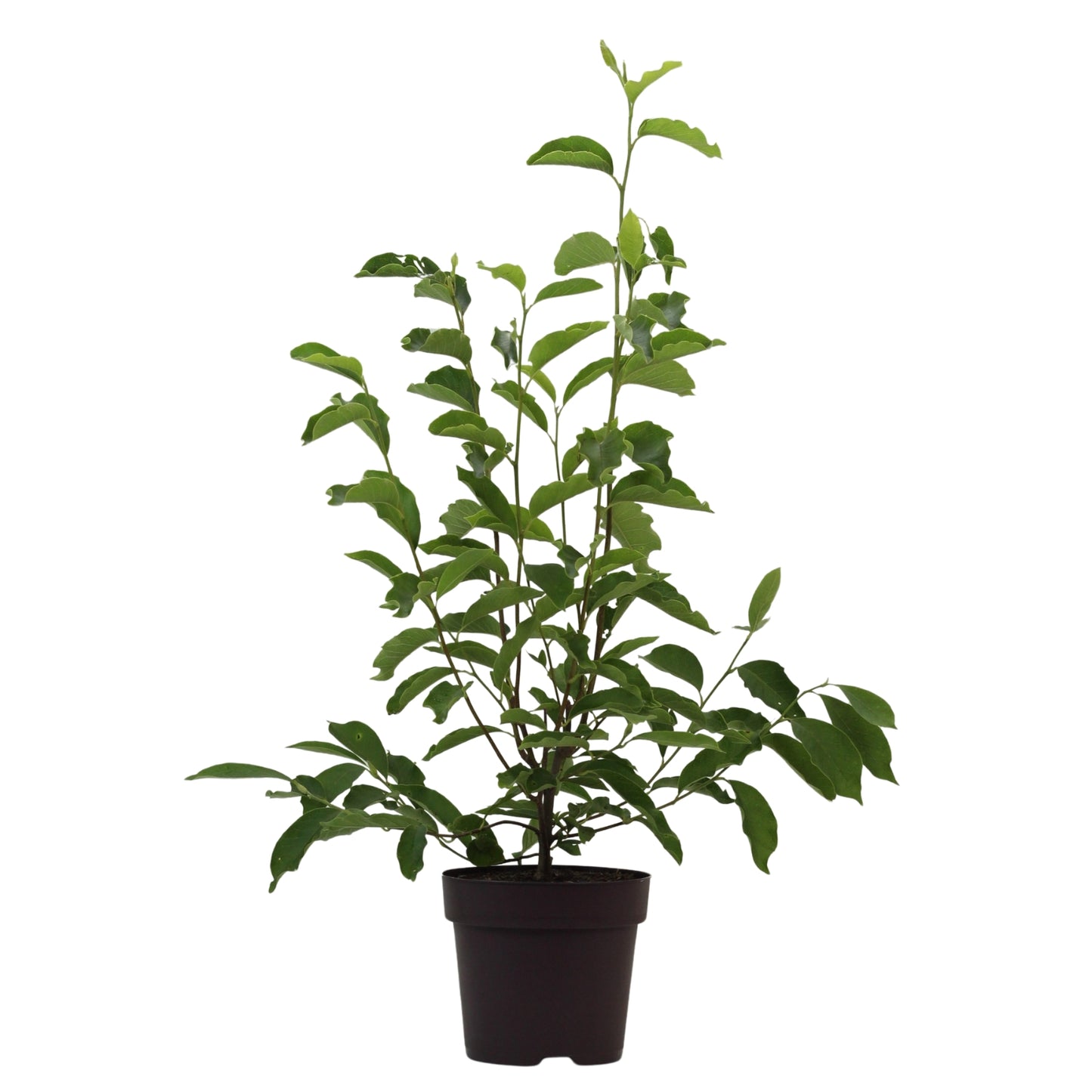 Magnólia Soulangeana