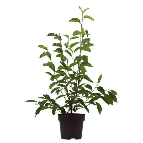 Magnólia Soulangeana