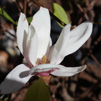 Magnolia Soulangeana