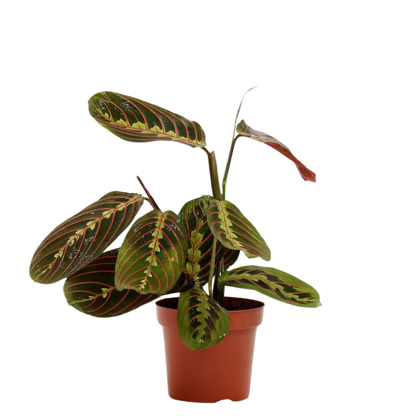 Maranta Leuconeura Fascinator