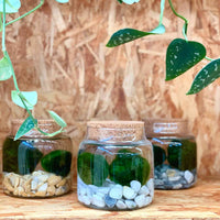 Marimo