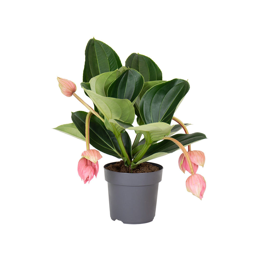 Medinilla Magnifica